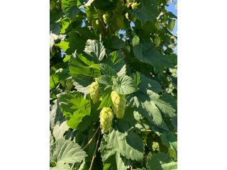 Van Buren County, Michigan Farmland - LAND AUCTION - 300+/- ACRES SPECIALTY CROP - GRAPES AND HOPS - OFFERED IN 8 TRACTS IN VAN BUREN COUNTY, MICHIGAN